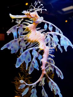 a sea horse is swimming in an aquarium with corals on it's back