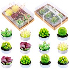 small succulents are arranged in trays with bows on them for display