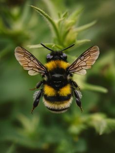 a close up of a bee on a plant with lots of leaves in the background