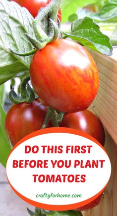 tomatoes growing on a plant with the caption do this first before you plant tomatoes