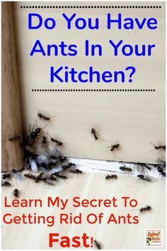 an image with the words do you have ants in your kitchen? learn my secret to getting rid of ants fast