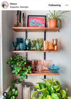 the shelves are filled with glasses and potted plants