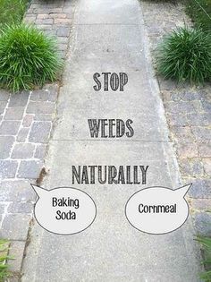 the words stop weeds, naturally baking soda and cornmeal are shown in two separate speech bubbles