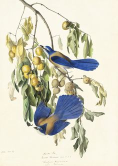 two blue birds sitting on top of a tree branch next to leaves and fruit berries