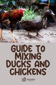 How to Introduce Ducks to Chickens: Guide | The Happy Chicken Coop Duck And Chicken Coop Together, Raising Ducks And Chickens Together, Chicken And Duck Coop Combo, Owning Ducks For Beginners, Keeping Ducks And Chickens Together, Raising Ducks Vs Chickens, Keeping Ducks, Chickens And Ducks, Duck Feed