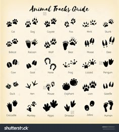 an animal tracks guide on a sheet of paper with the words, animals and their tracks