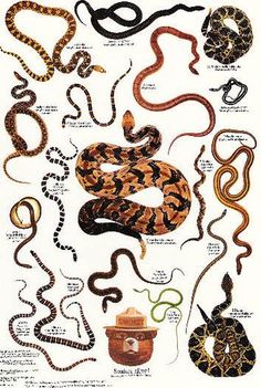 an image of snakes in different colors and sizes