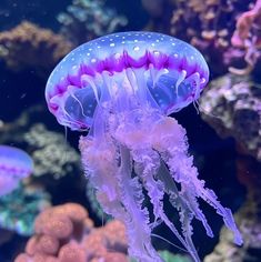 a purple jellyfish swimming in an aquarium