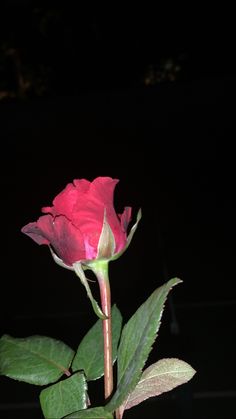 a single pink rose with green leaves in a vase on a dark background, lit by the light of a candle