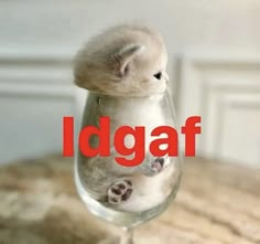 a small kitten in a wine glass with the word idgaf on it