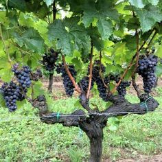 grapes are growing on the vine in an outdoor area with green grass and brown dirt