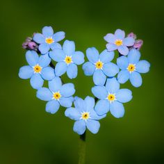 Plant Fungus, Blue Hearts, Wonderful Flowers, Heart Flower, Flower Fairies, Little Flowers, Forget Me Not, Blue Heart, Flowers Nature