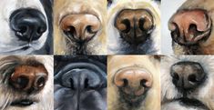 a painting of dogs'nose and snouts with different color variations in the background