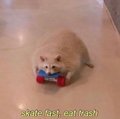 a white cat playing with a toy on the floor that says skate fast, eat trash