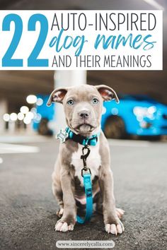 car dog names Puppy Iphone Wallpaper