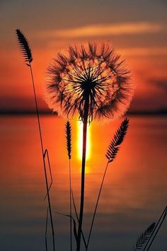 the sun is setting behind a dandelion in front of a body of water