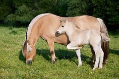 two horses standing next to each other on a lush green field with trees in the background