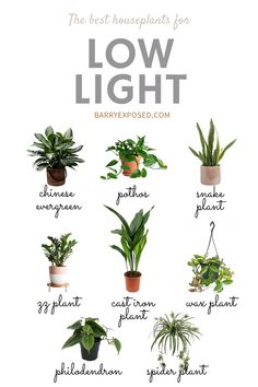 the best houseplants for low light