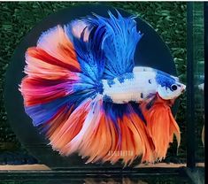 a siamese fish with orange, blue and red feathers is in a glass bowl