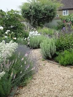 a garden with lots of different types of flowers and plants in it, including lavenders