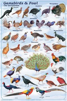 a poster with different types of birds and their names on it's side, including the