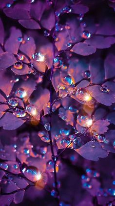 purple flowers with water droplets on them