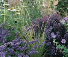 an assortment of flowers and plants in a garden with names on the planter's labels