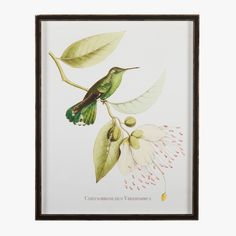 Framed Hummingbird Botanical Print I Hummingbird Print, Block Printed Pillows, Wood Wall Mirror, Rug Texture, Photography Wall, Visual Artwork, Shadowbox Frame, Botanical Print, Book Plates