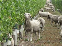 a herd of sheep standing on top of a grass covered field next to trees and bushes