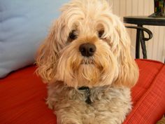 a white dog sitting on top of a red cushion