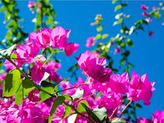 bright pink flowers are blooming in the sun on a sunny day with blue sky