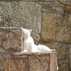 a white cat sitting on top of a stone wall