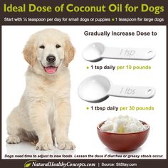 a dog sitting next to a bowl of food and spoons with the words ideal dose of coconut oil for dogs