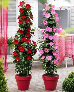 two potted plants with pink and red flowers on them in front of a table