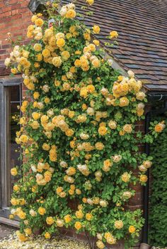 yellow flowers growing on the side of a brick building