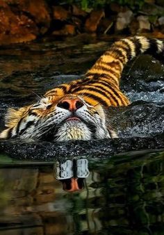 a tiger is swimming in the water with its head above the water's surface