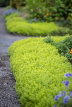 an image of a garden setting with flowers