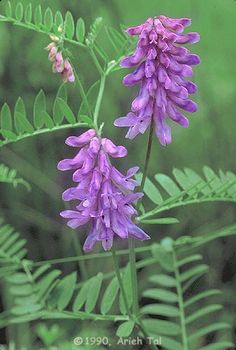 purple flowers with green leaves in the background