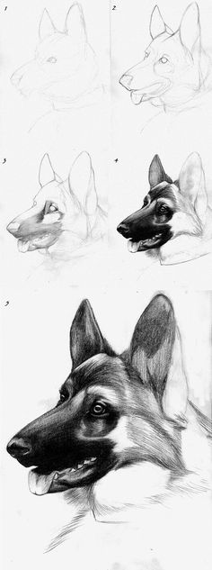 two drawings of a dog's head and another drawing of a fish in the water