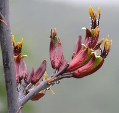 a close up of a flower on a tree branch