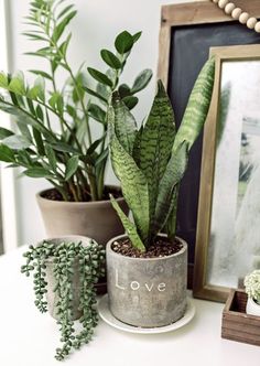 there is a potted plant on the table next to some other plants and pictures