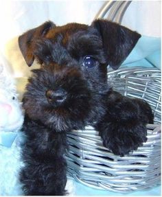 a black and brown puppy sitting in a basket next to a stuffed animal