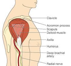 the anatomy of the human body showing the muscles and their major vessels, labeled in red