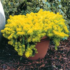 a potted plant with yellow flowers sitting in the middle of mulchy ground