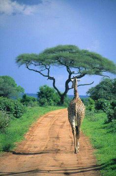 a giraffe walking down a dirt road in front of a large green tree