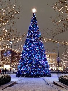 a large blue christmas tree in the middle of a park at night with lights on it