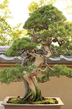 a bonsai tree in a potted planter