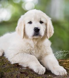 a white dog laying on top of a tree branch in the forest with its eyes closed