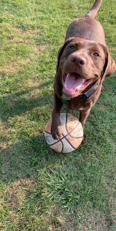 a brown dog holding a soccer ball in it's mouth