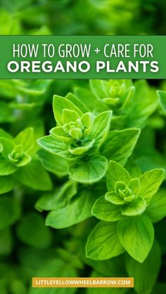 green plants with the title how to grow and care for oregano plants in your garden